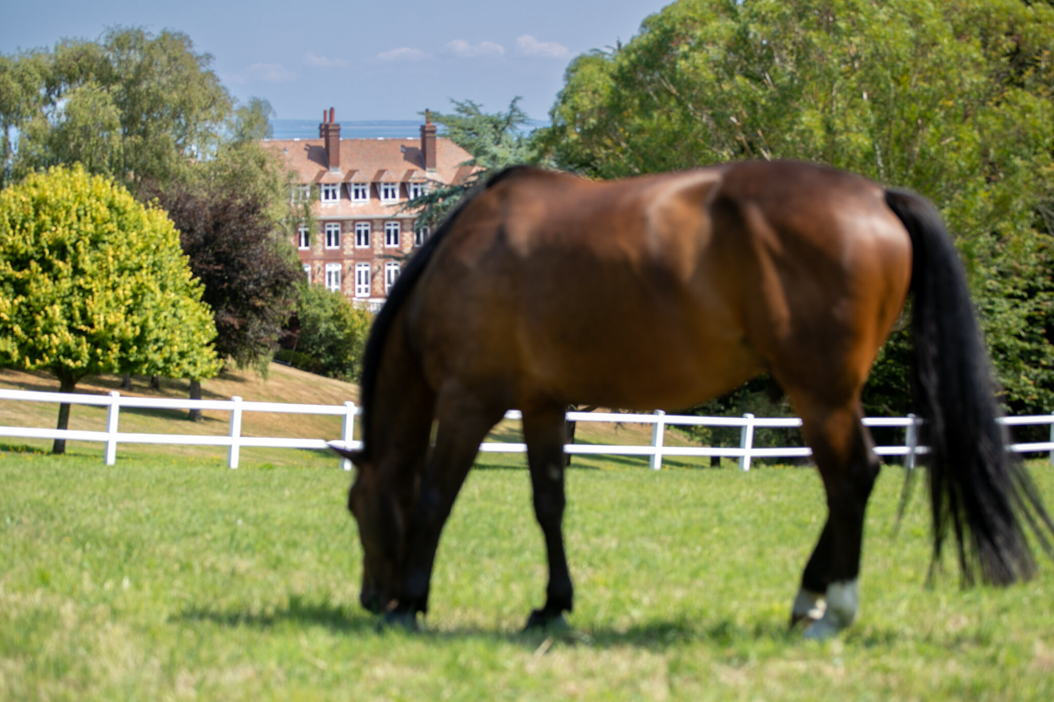A horse grazing in the paddock below Hollybank Estate, Jersey